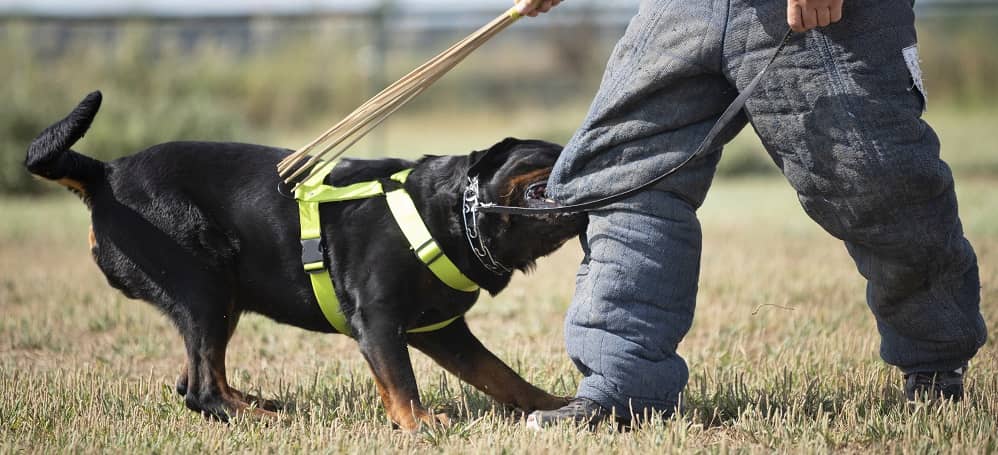 training-of-police-dog-XP2DAZW-1